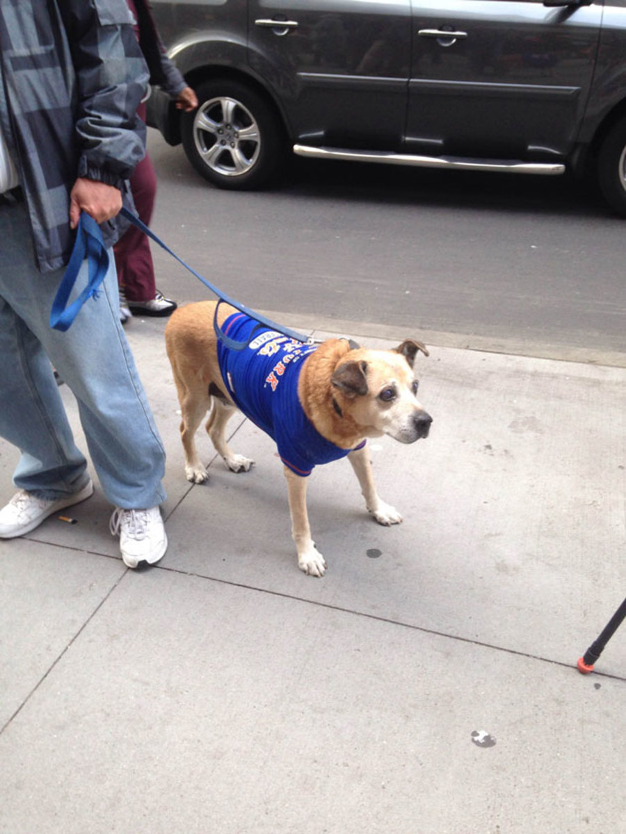 cute-dog-mets.jpg